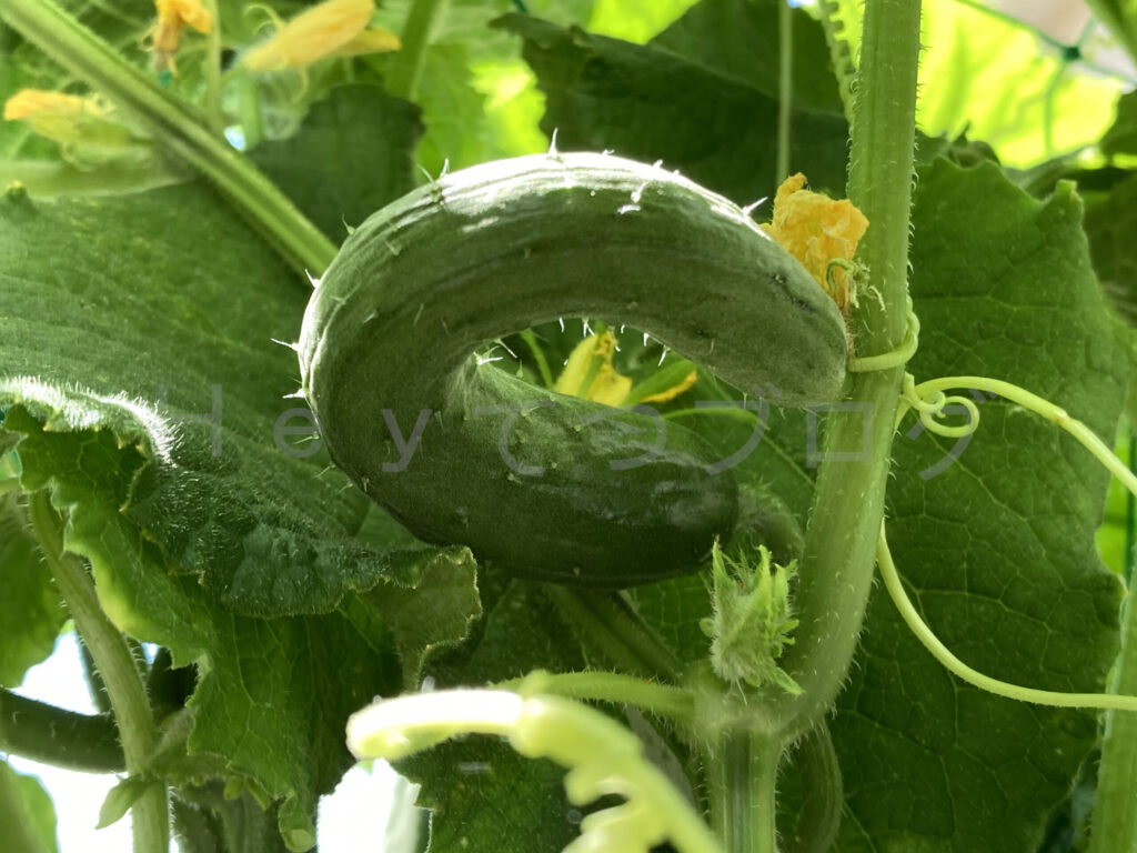 今年はこのように曲がるきゅうりがちょっと多かった気がします。