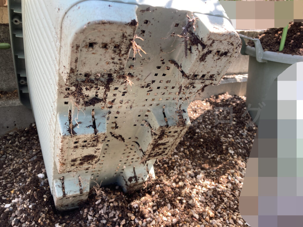 改良プランターの底でもスイートコーンの根が更に地面に伸びている状態でした。