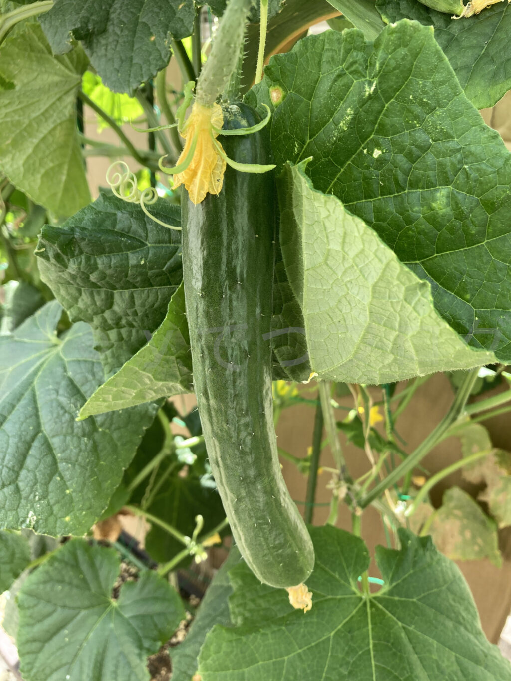 かなり大きいきゅうりです。