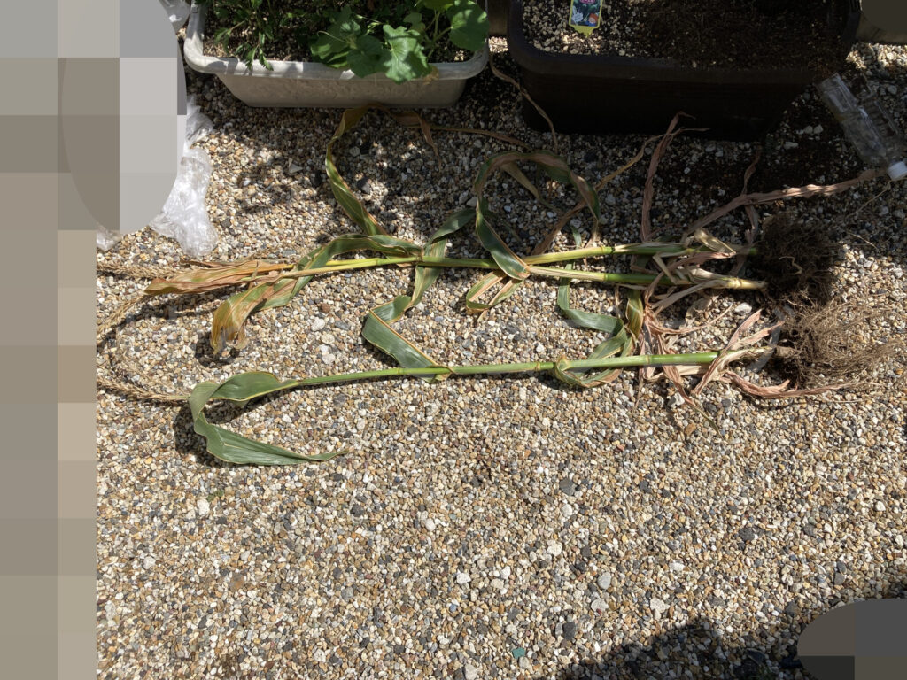 収穫したスイートコーンを並べたものですが、底の浅いプランターと改良プランターどちらも大きさ同じという衝撃の結果