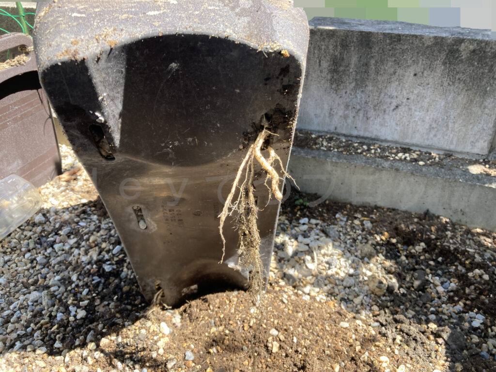 きゅうりの根っこです。 プランターの底穴からさらに地面まで伸びていました。