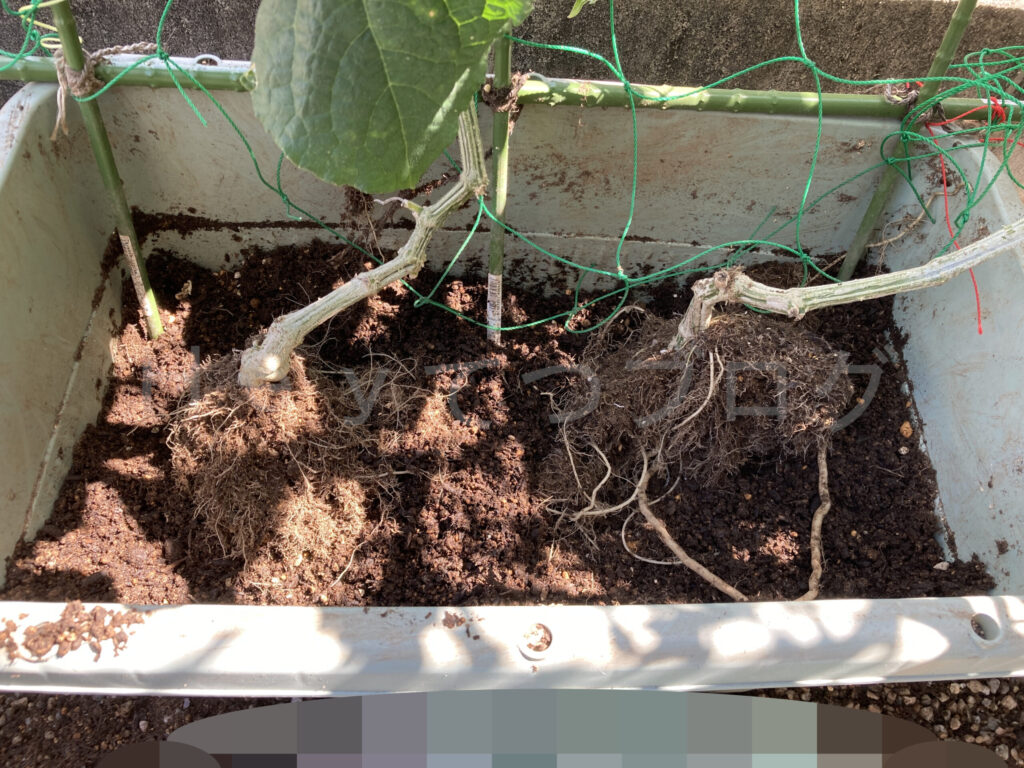 きゅうりをスイートコーンで使っていたプランターに植え替えしているところ。