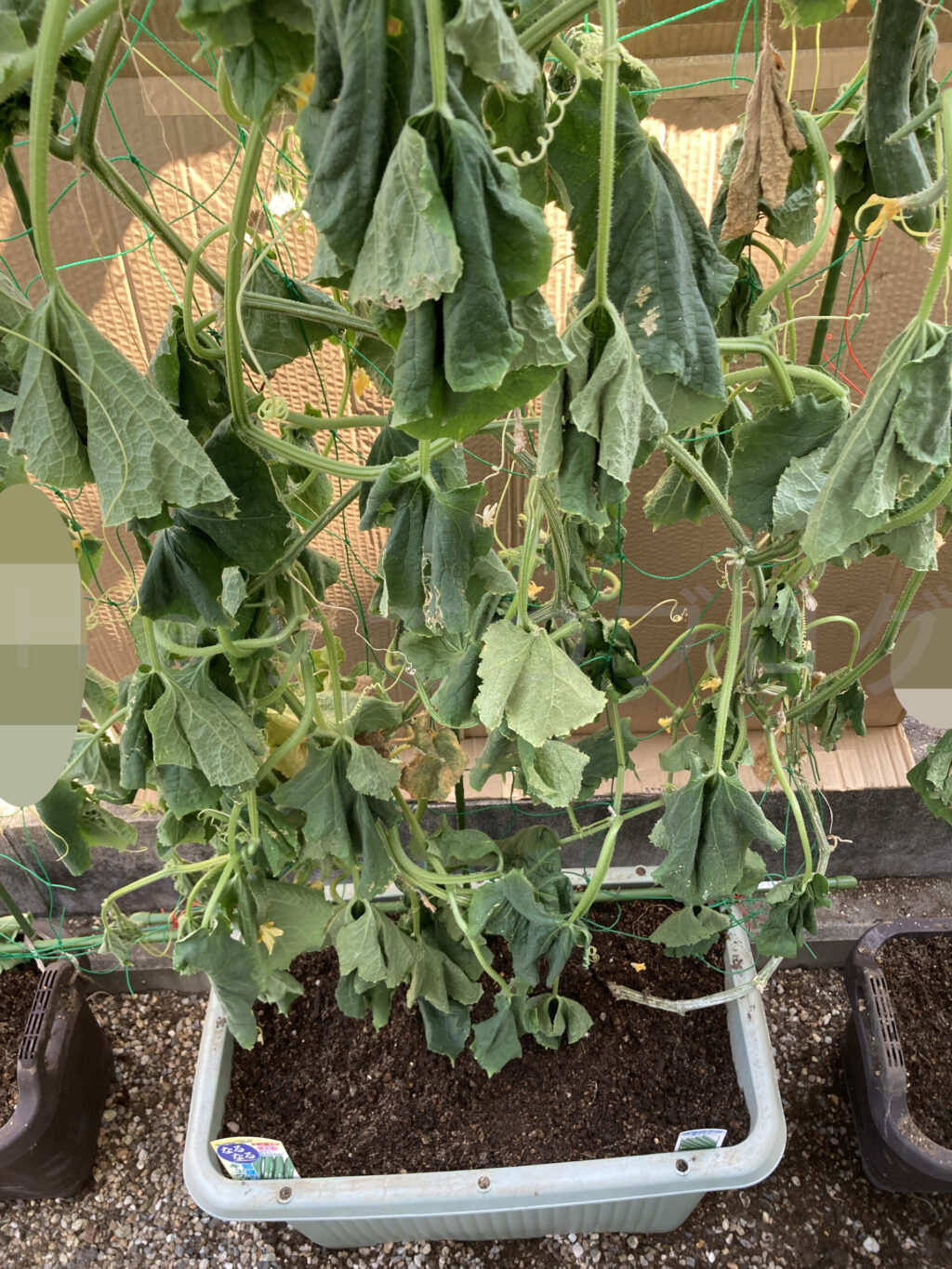 元々スイートコーン用のプランターが空いたので成長の著しいきゅうりを植え替えしたら葉がしんなり元気をなくしてしまいました。