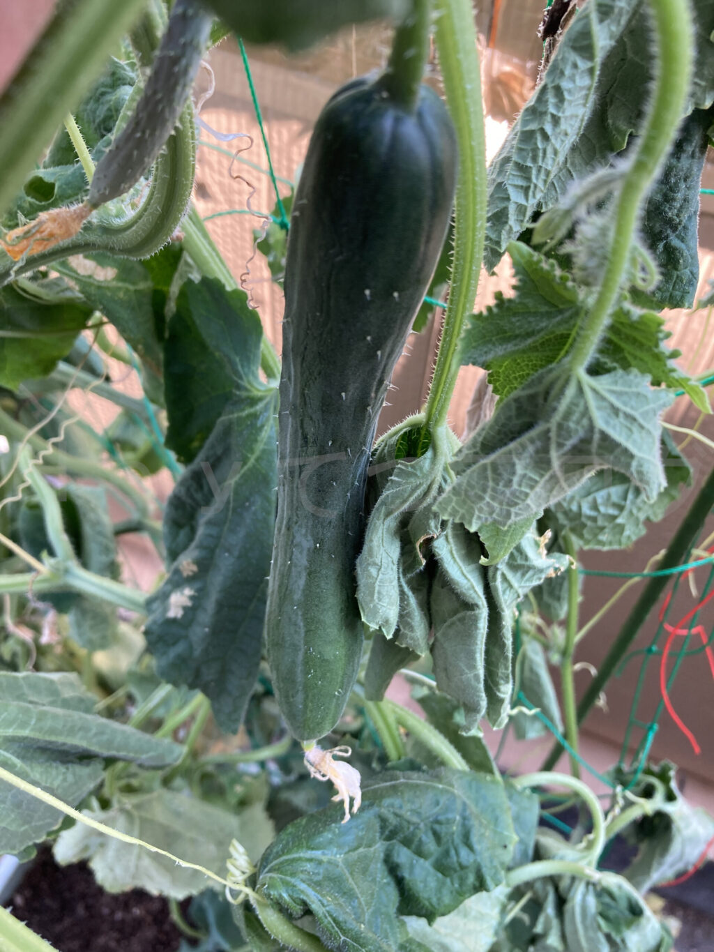 収穫サイズの大きなきゅうりです。