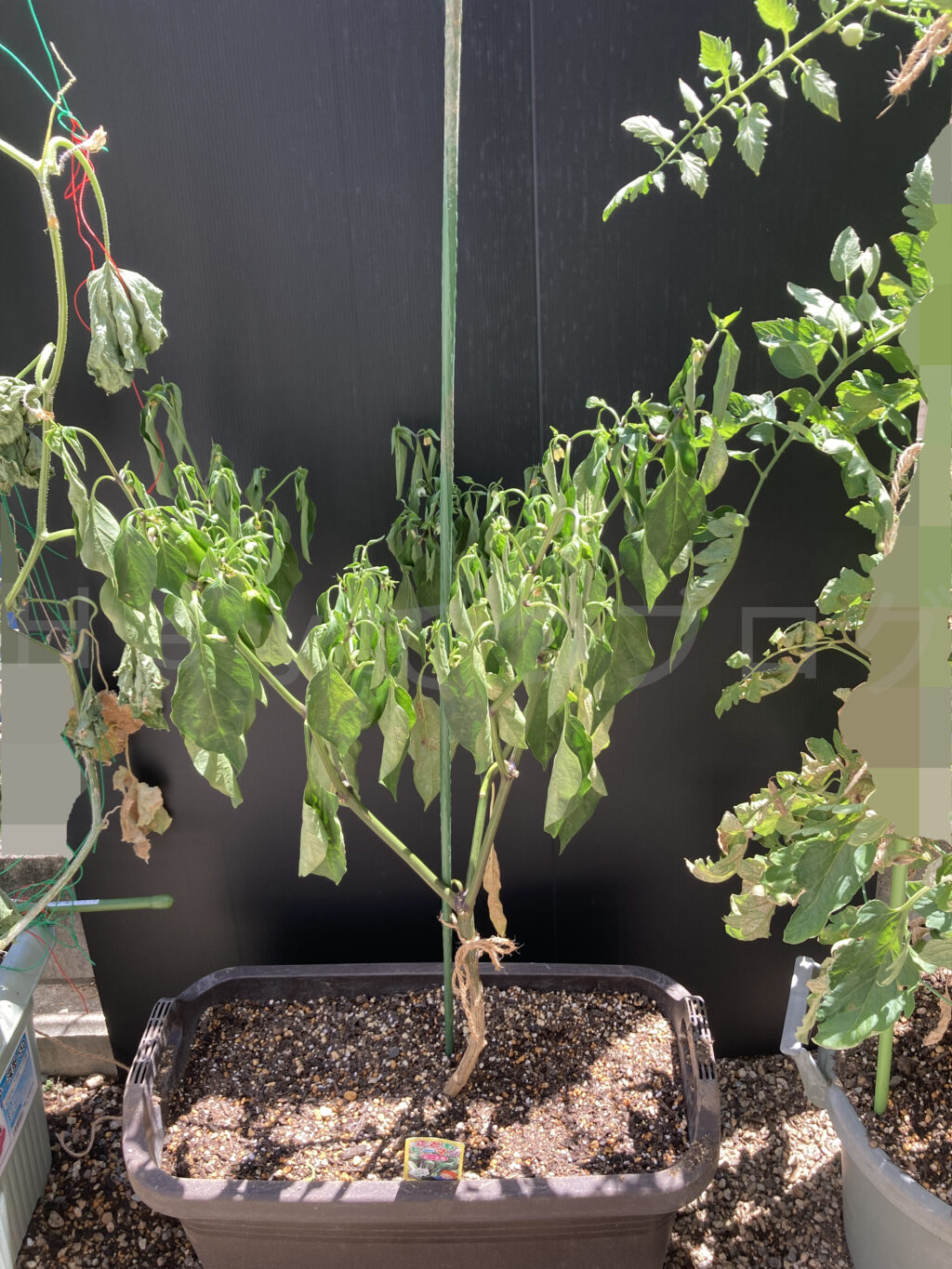 ８月第一週のこどもピーマンです。禁断の植え替えで葉が萎れてしまってます。