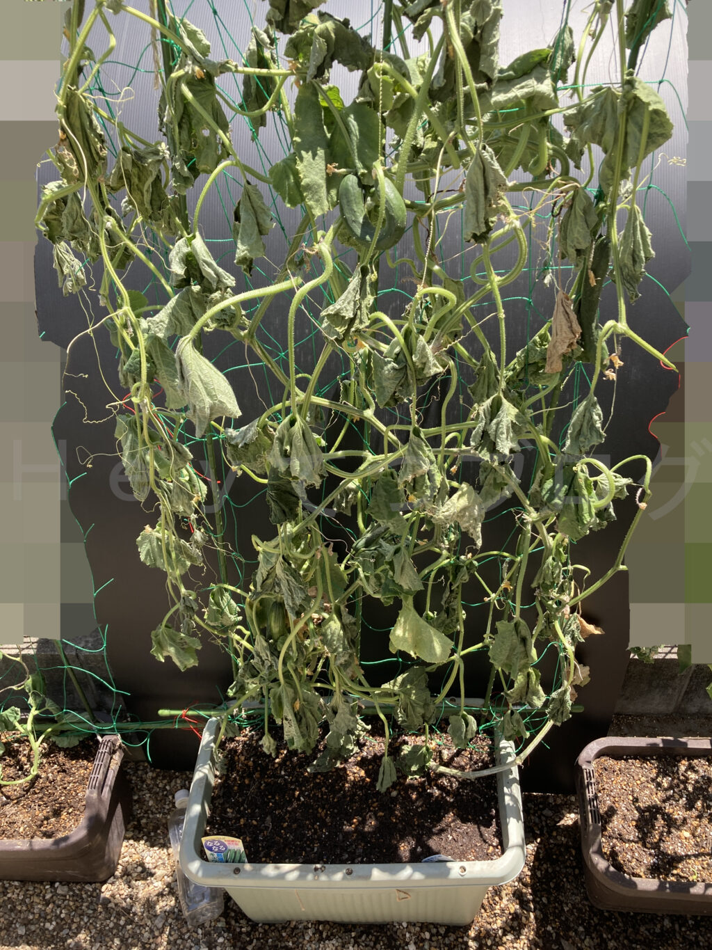 ８月第一週のきゅうりの状況で、禁断の植え替えで葉が萎れてしまってます。