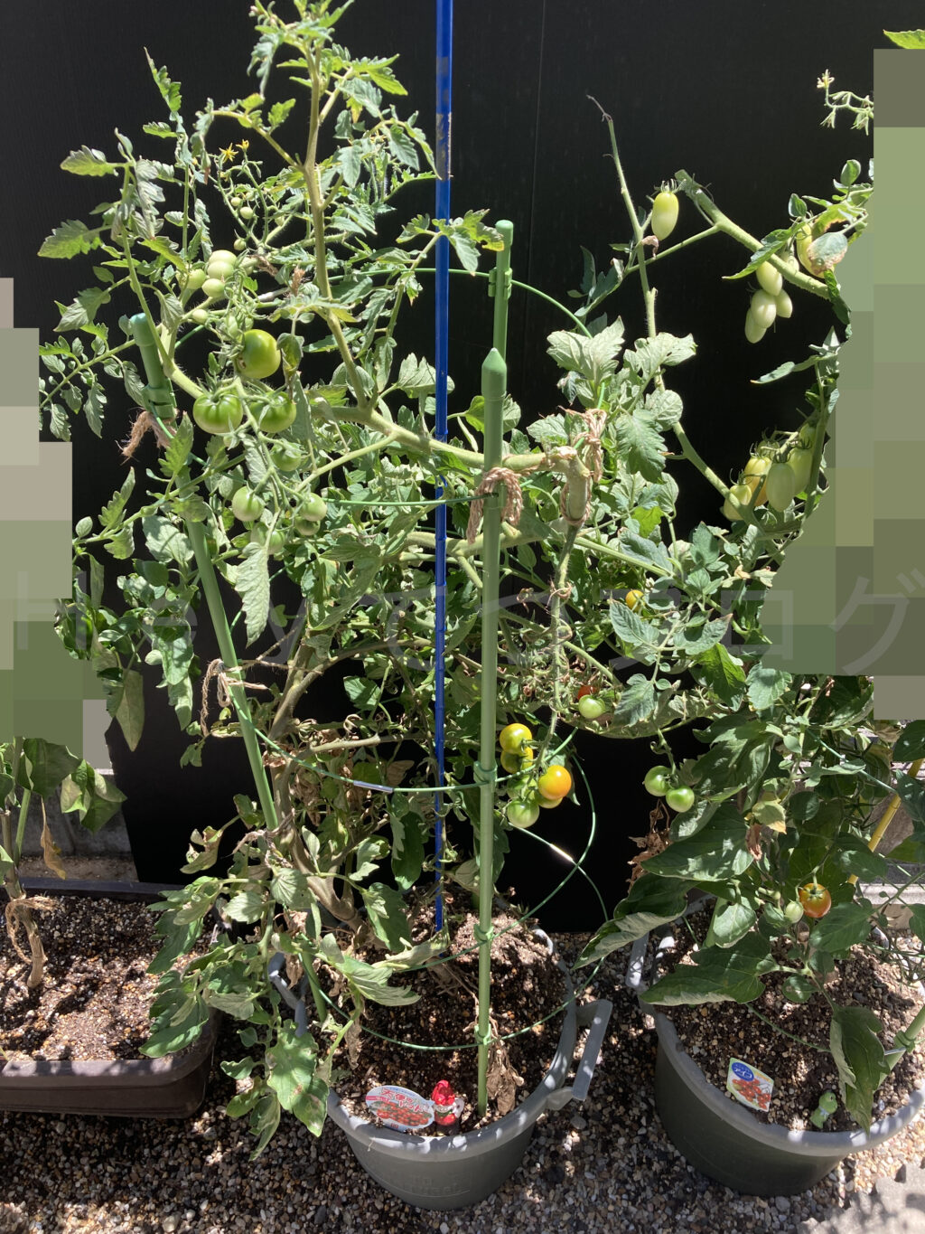 ８月第１週の天使のトマトです。