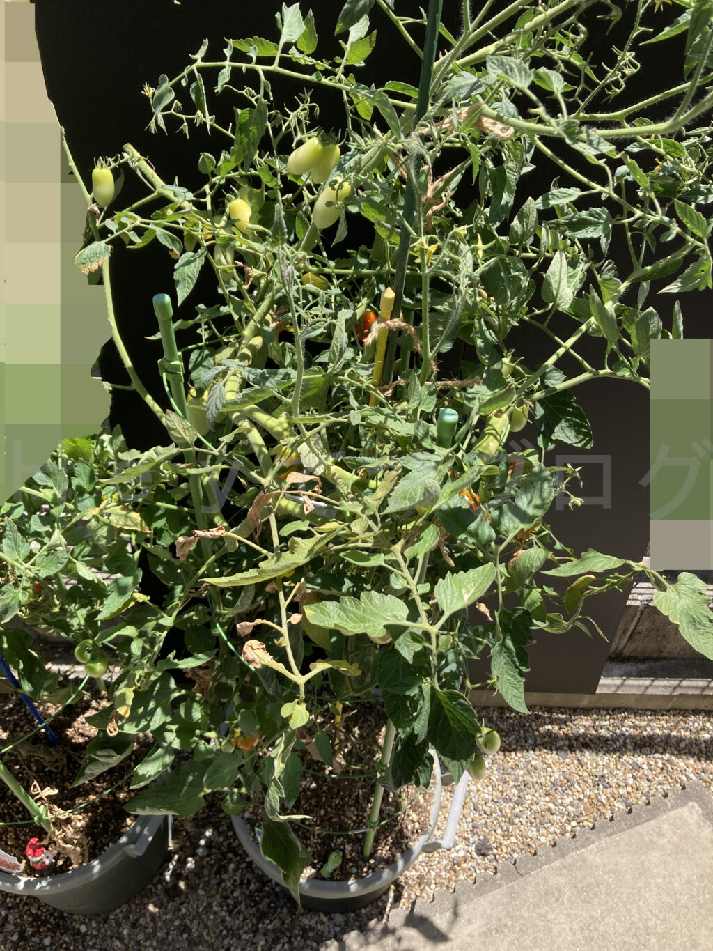 ８月第１週のミニトマトのアイコです。