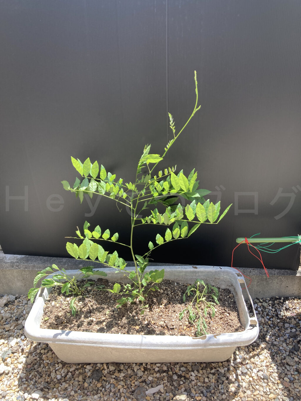 ８月第１週のなんでもプランタです。