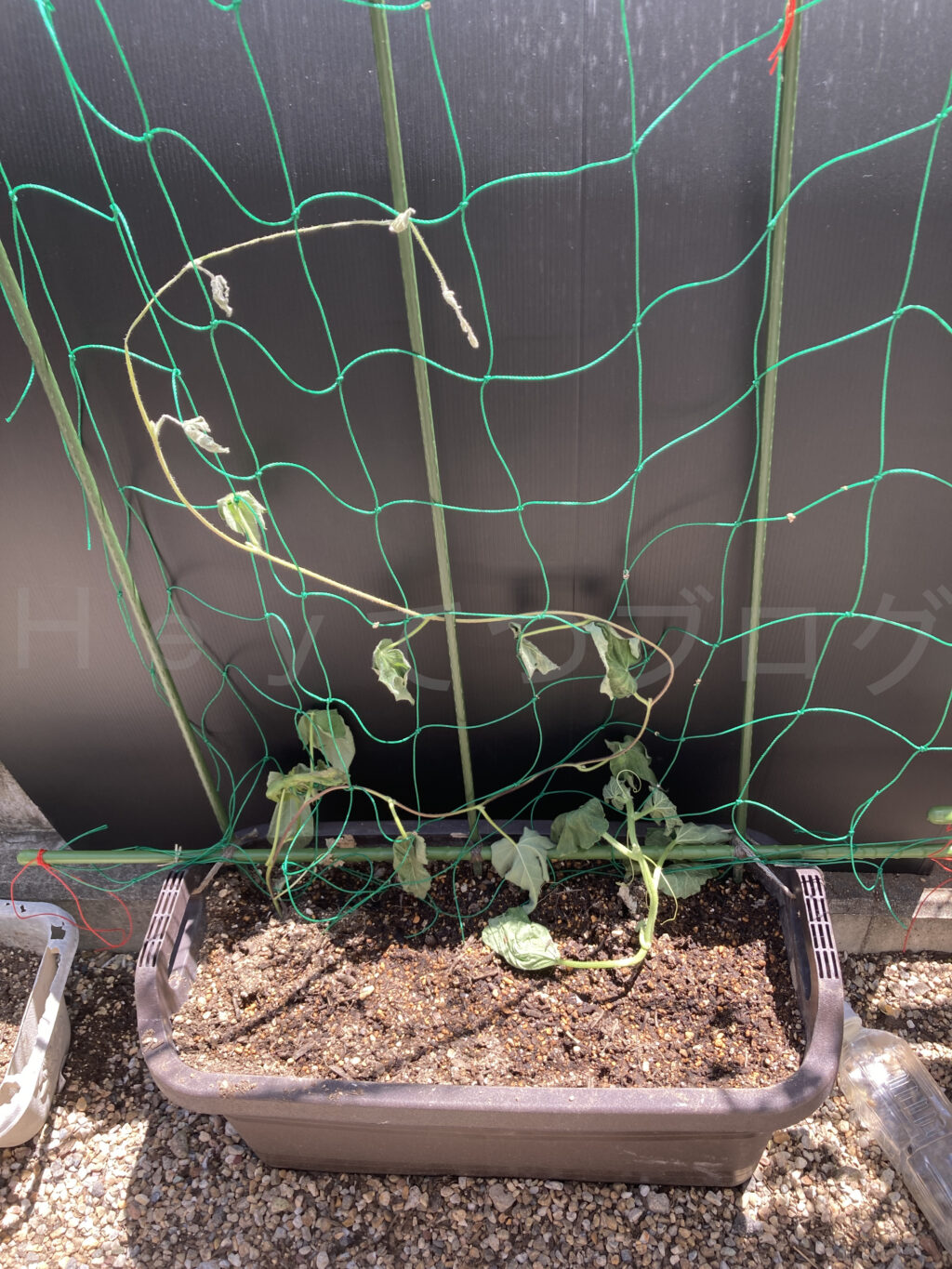 ８月第１週のなんでもプランター２です。アサガオとメロンになります。