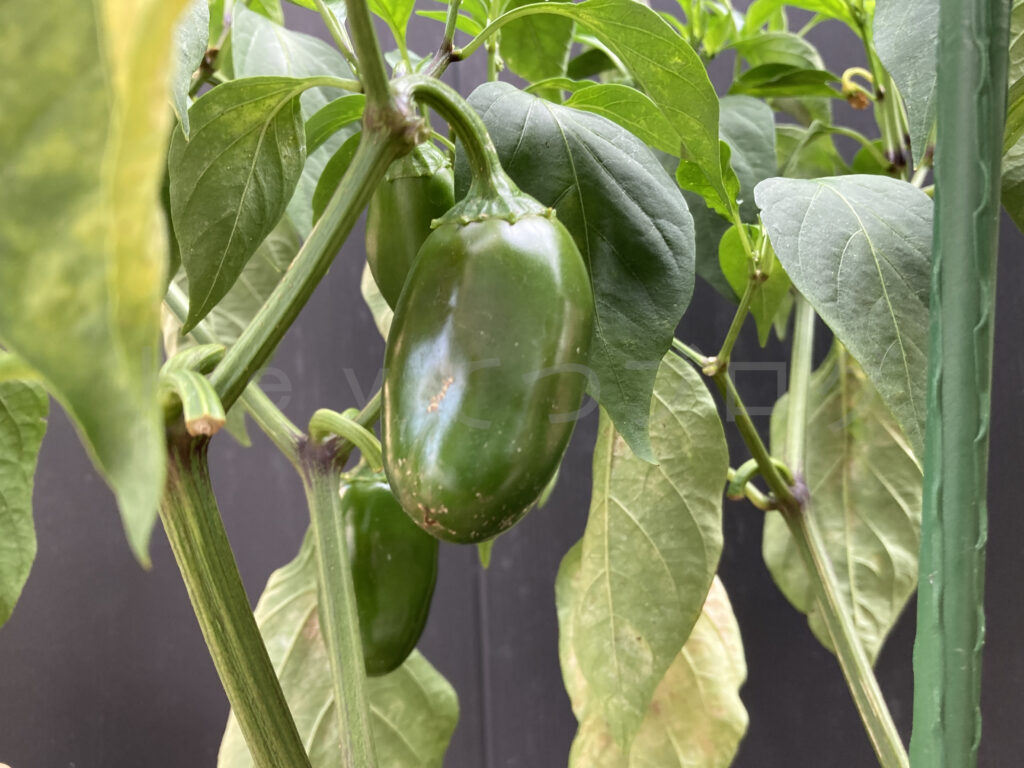 ８月第１週のこどもピーマンです。