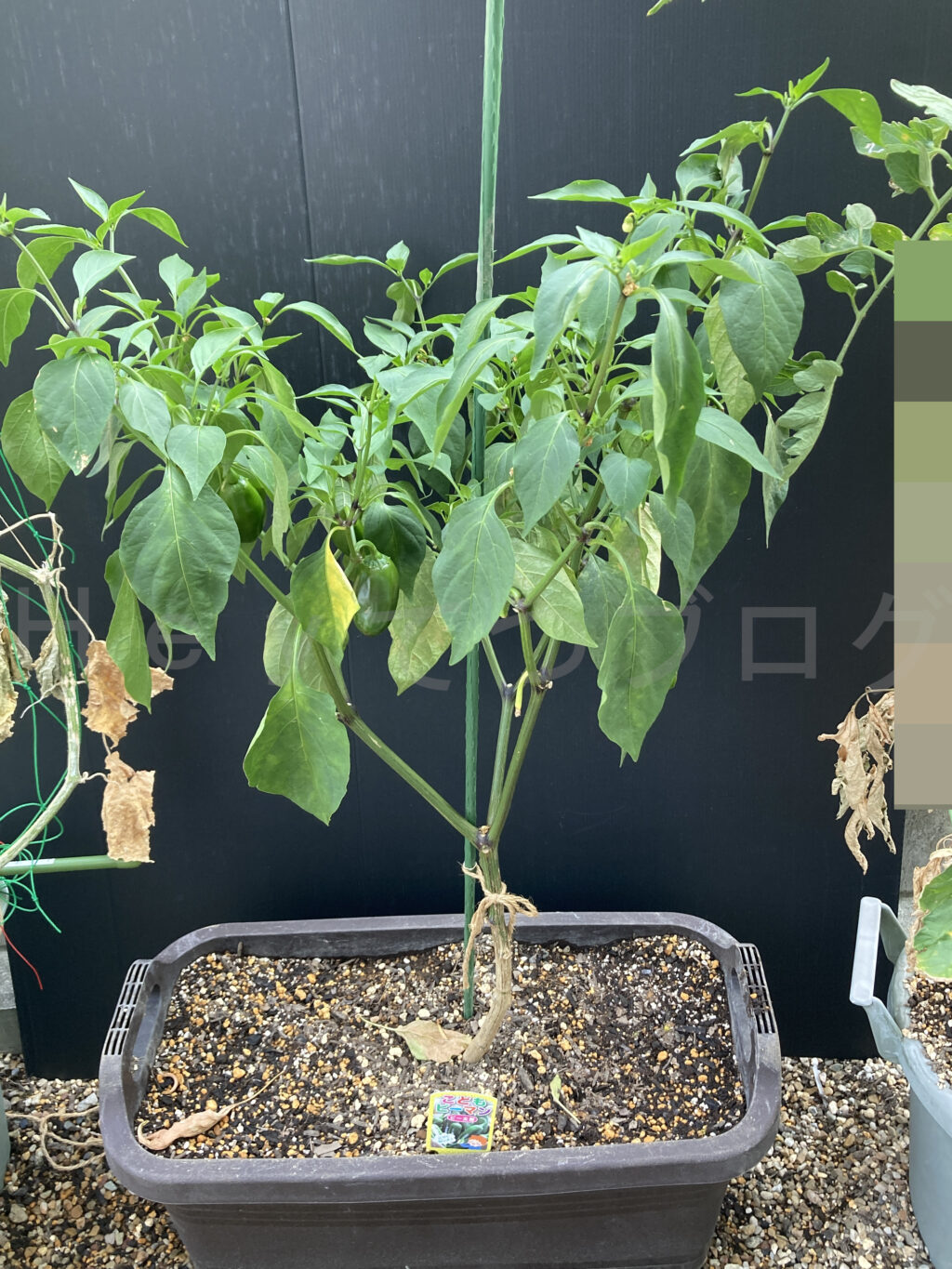 ８月第１週週末のこどもピーマンです。植え替えしてから復活しました。