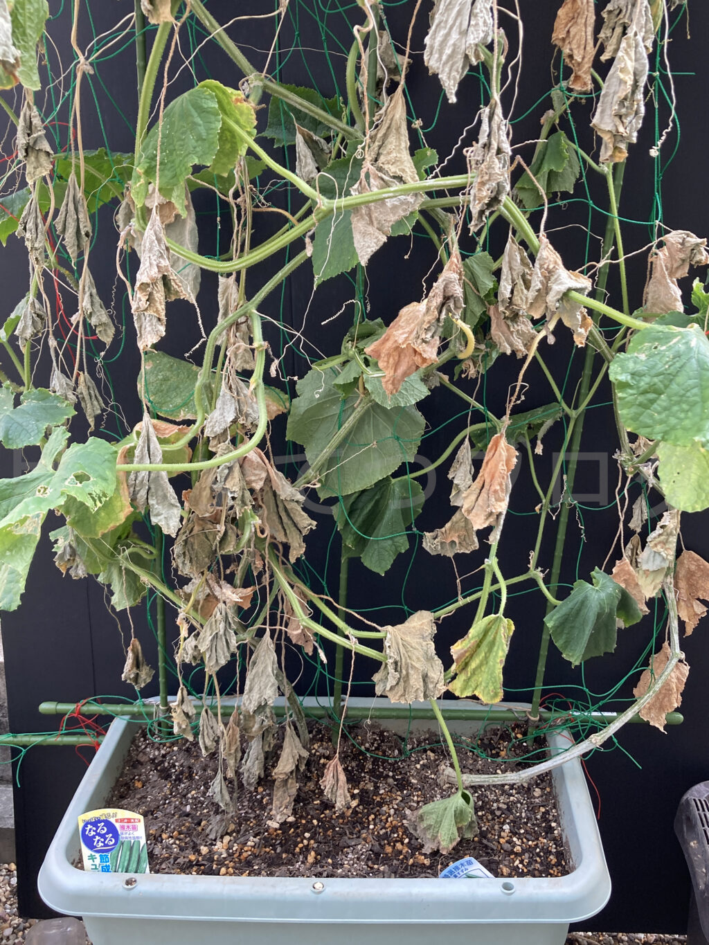 ８月第１週週末のきゅうりです。枯れる葉が増えてきました。