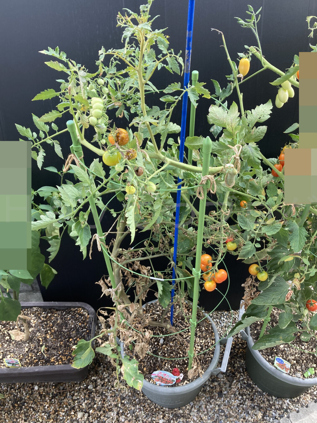 ８月第１週週末の天使のトマトです。