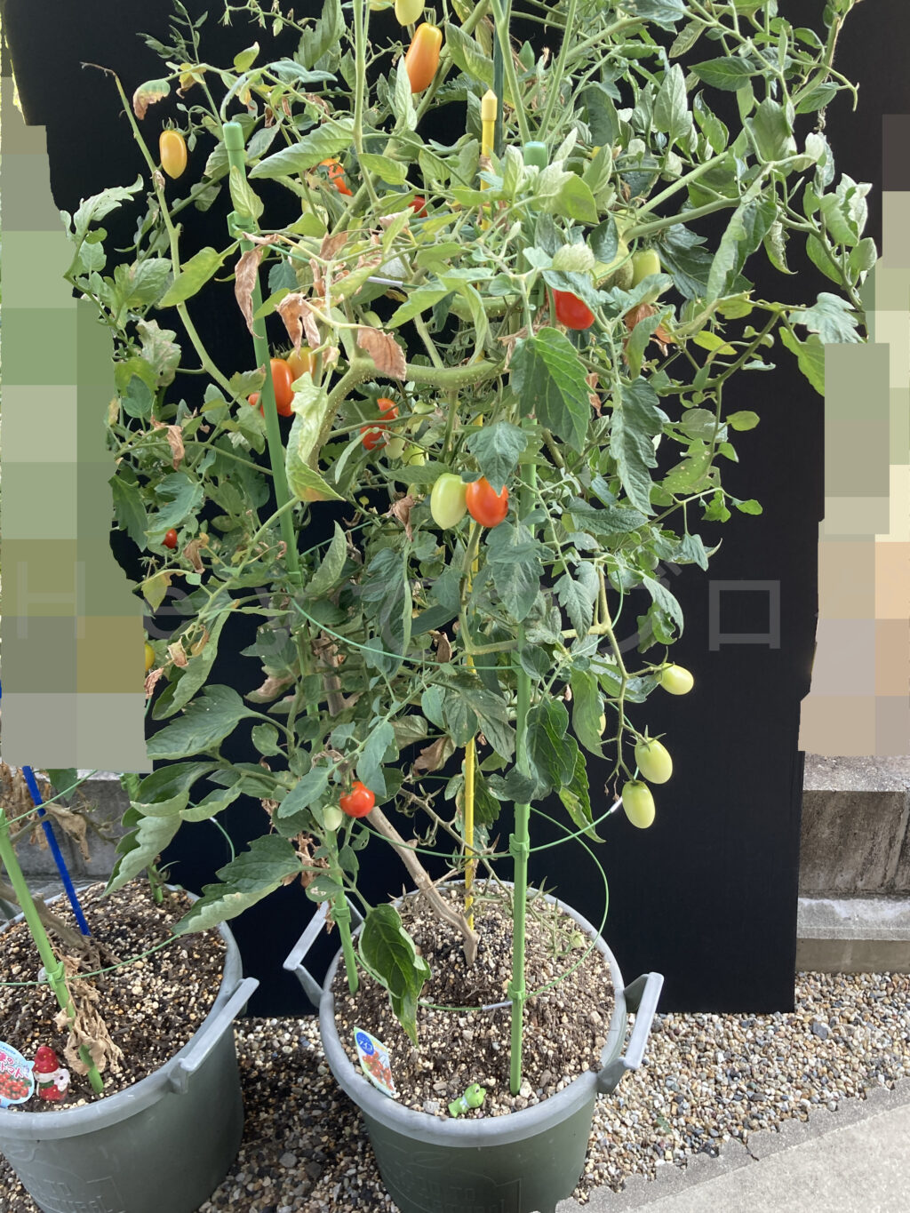 ８月第１週週末のミニトマトアイコです。