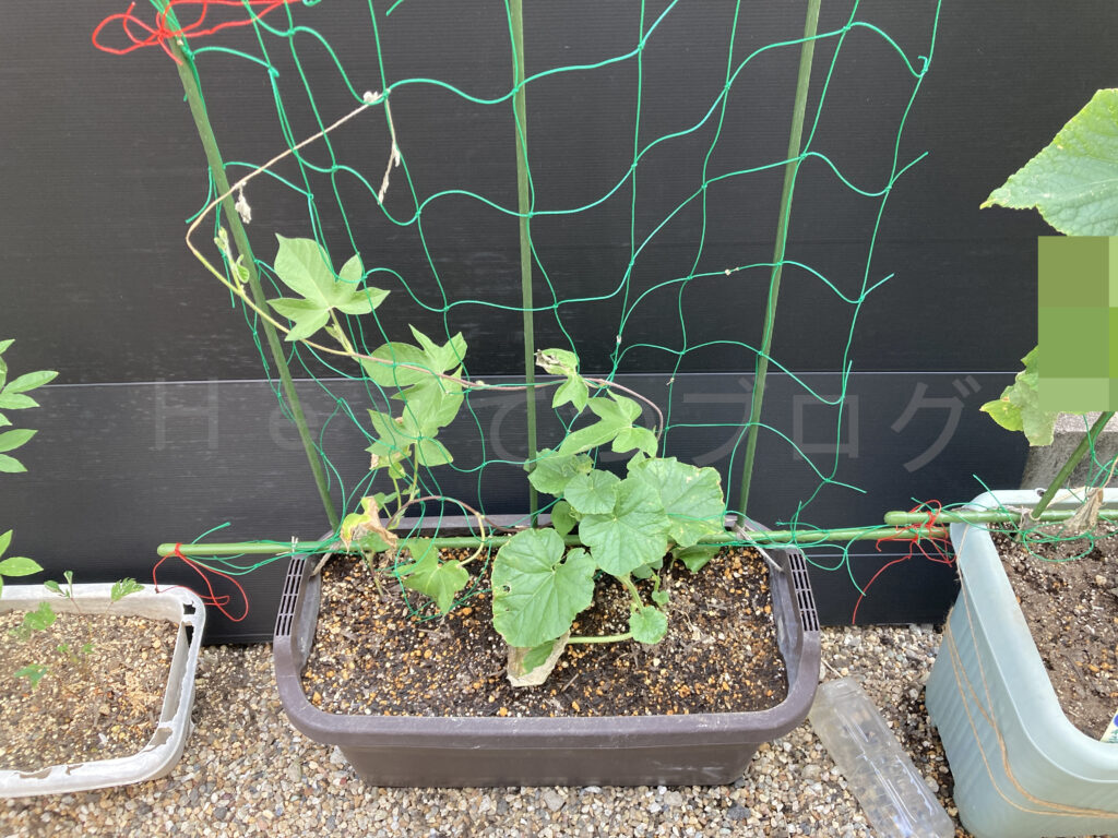 ８月第１週週末なんでもプランター２の状況です。