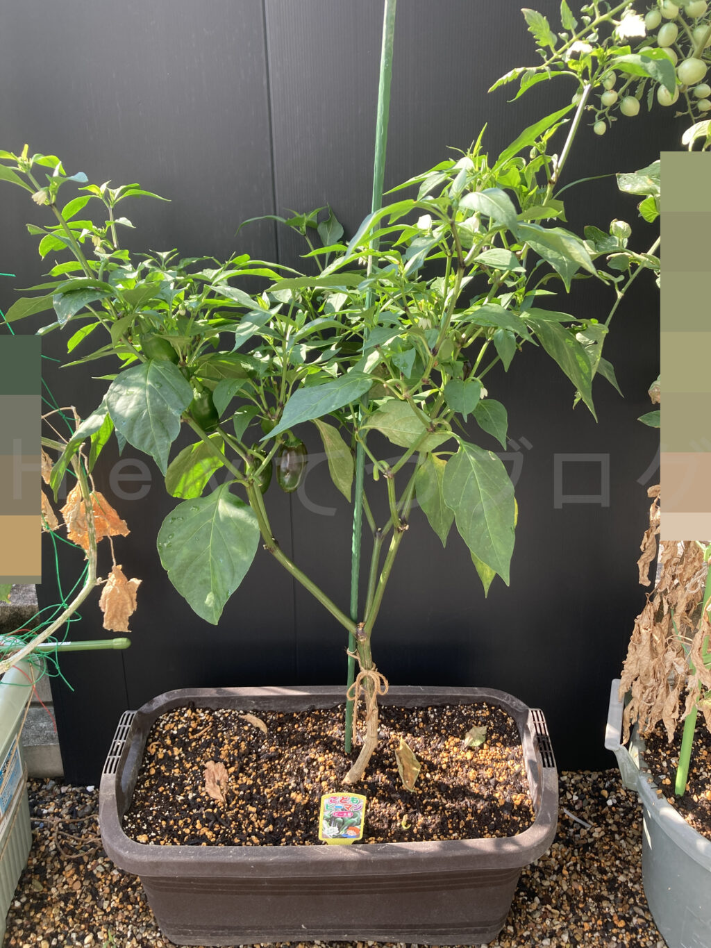 ８月第２週のこどもピーマンです。