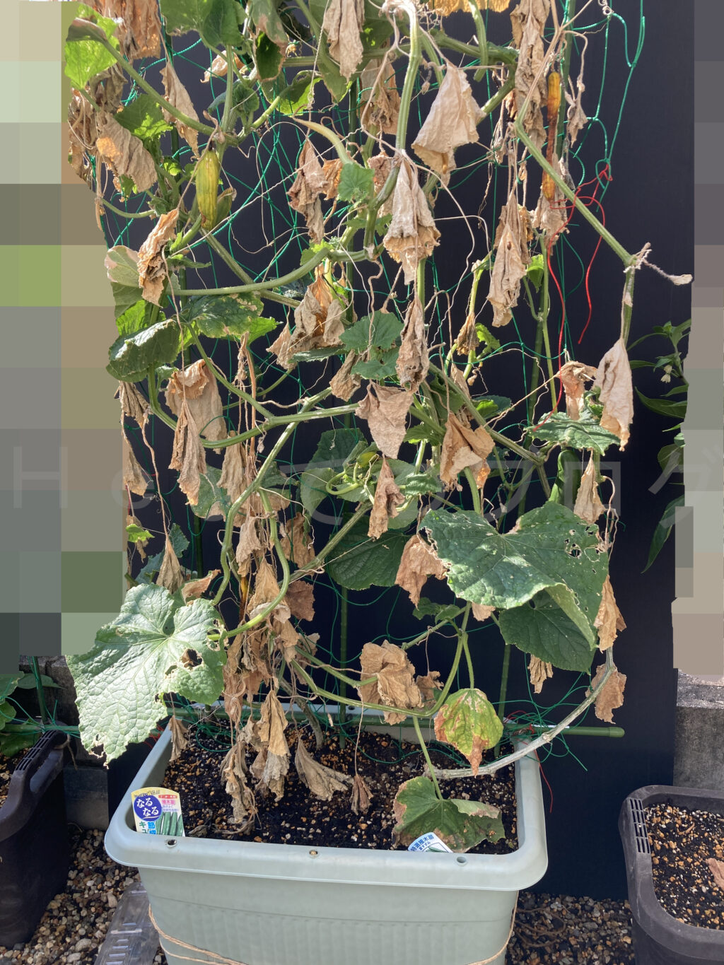 ８月第２週週始めのきゅうりです。