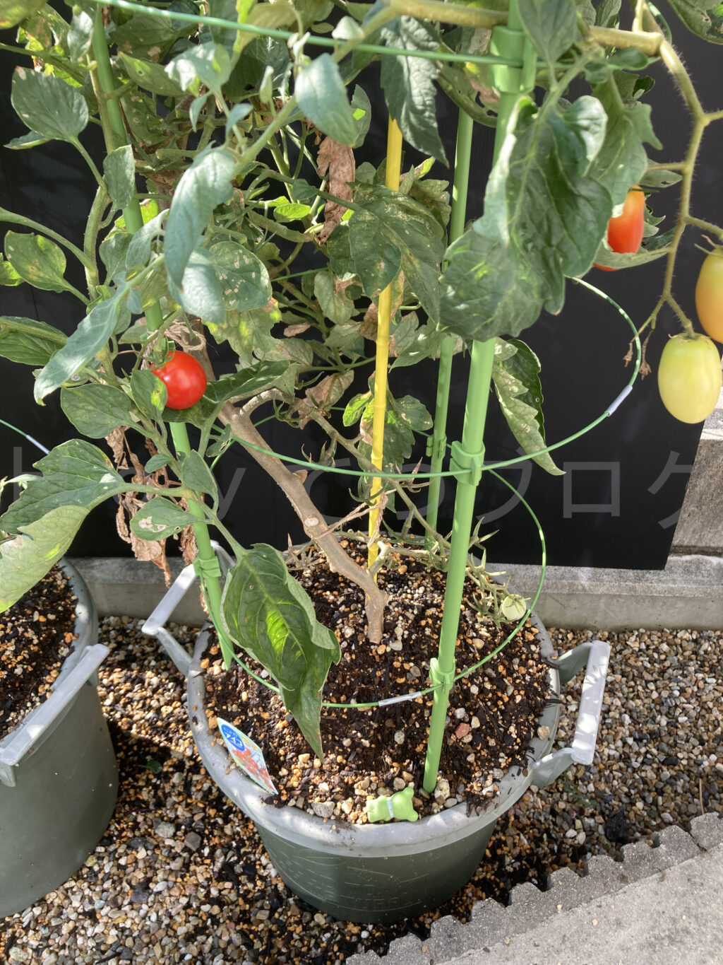 ８月第２週週始めのミニトマトアイコです。