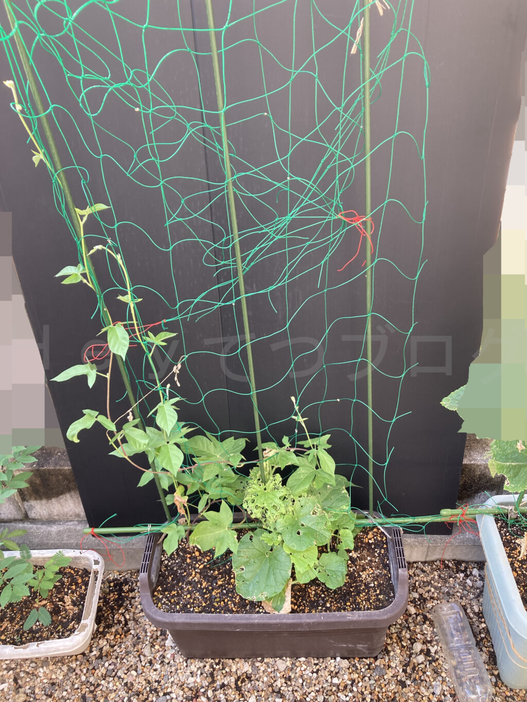 ８月第２週週始めのなんでもプランター２です。