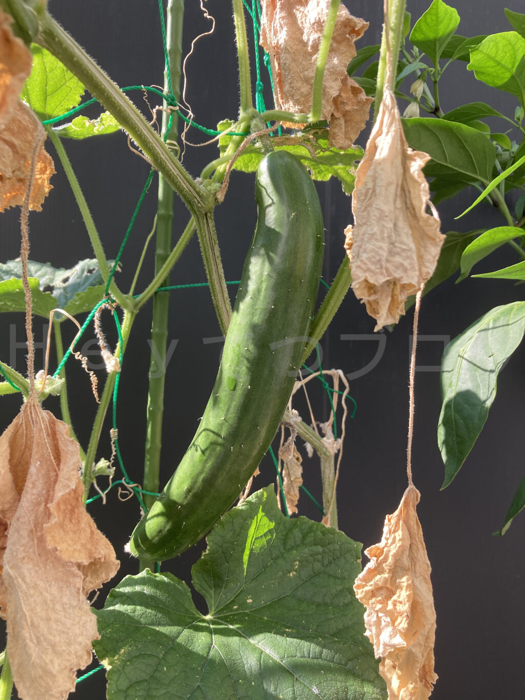 ８月第２週のきゅうりです。