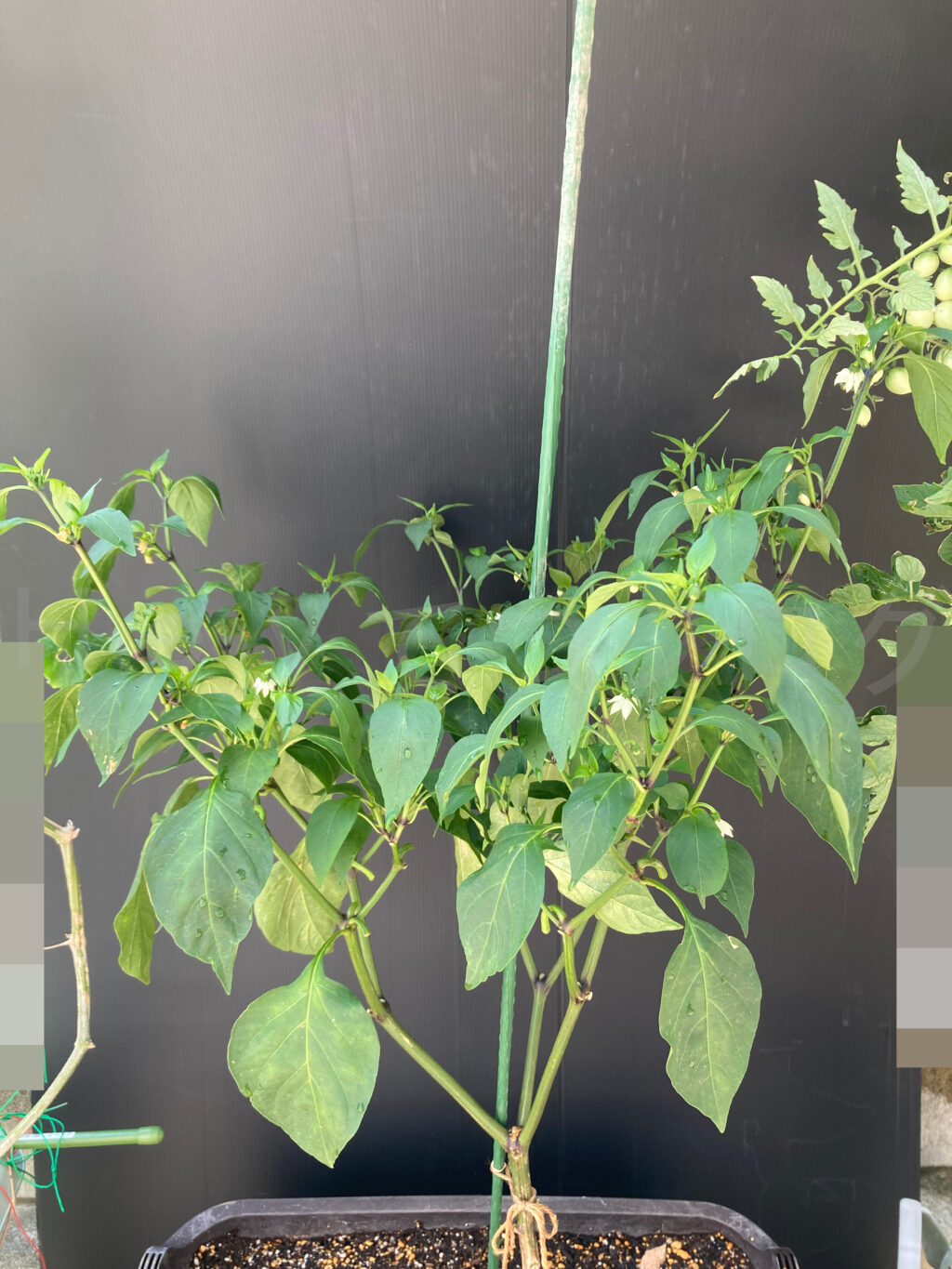 ８月第２週週末のこどもピーマンです。