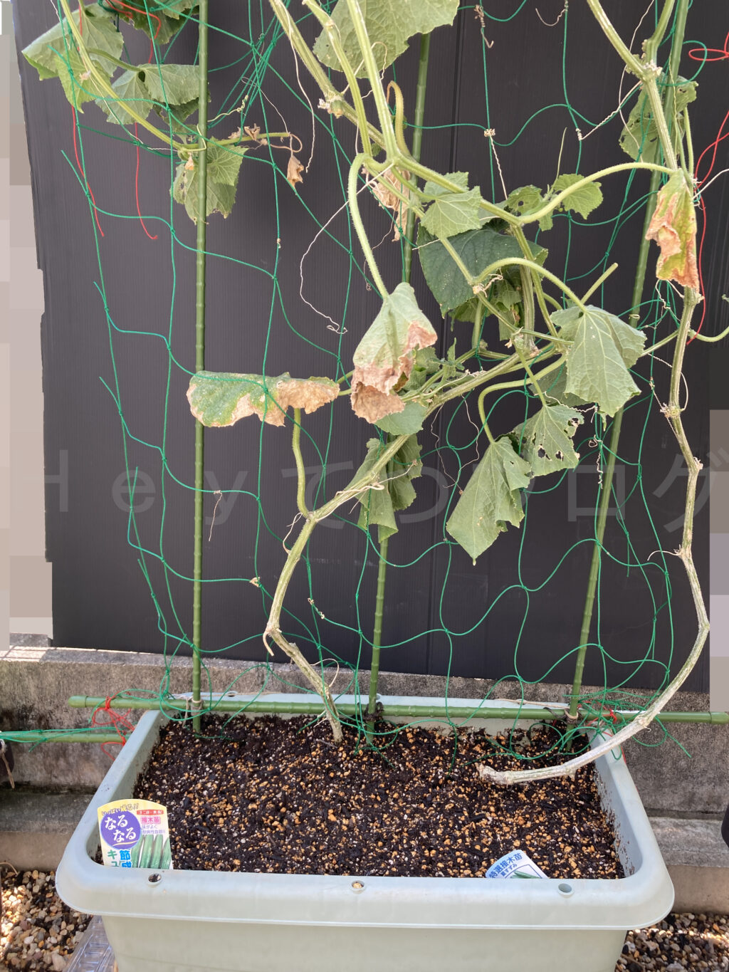 ８月第２週週末のきゅうりです。かれた幹の整理をしました。