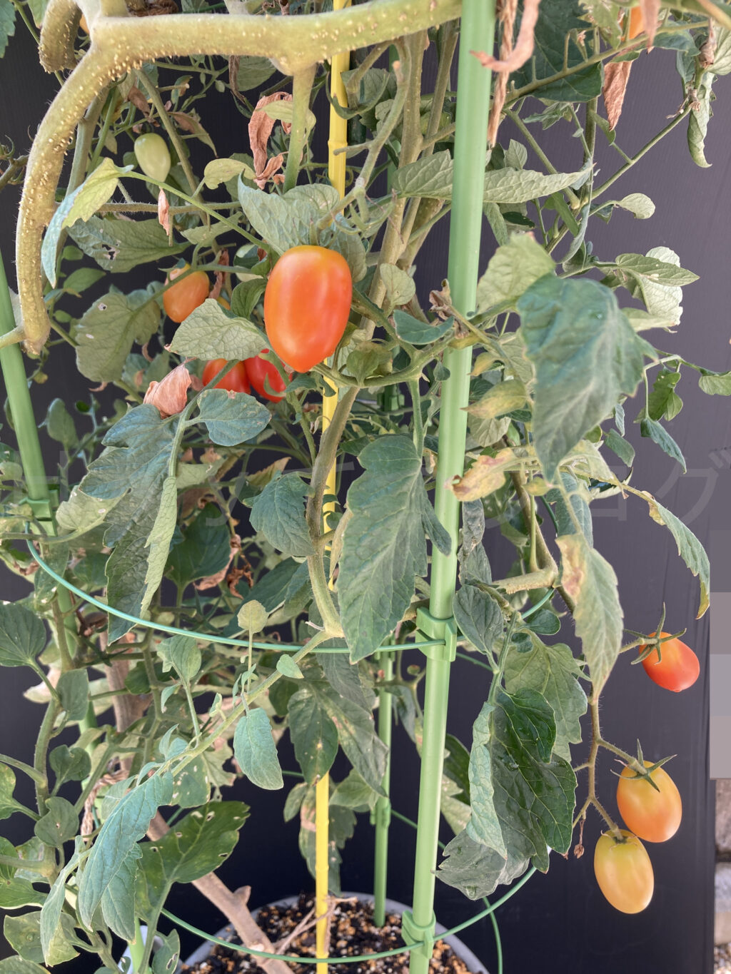 ８月第２週週末のミニトマトアイコの状況です。