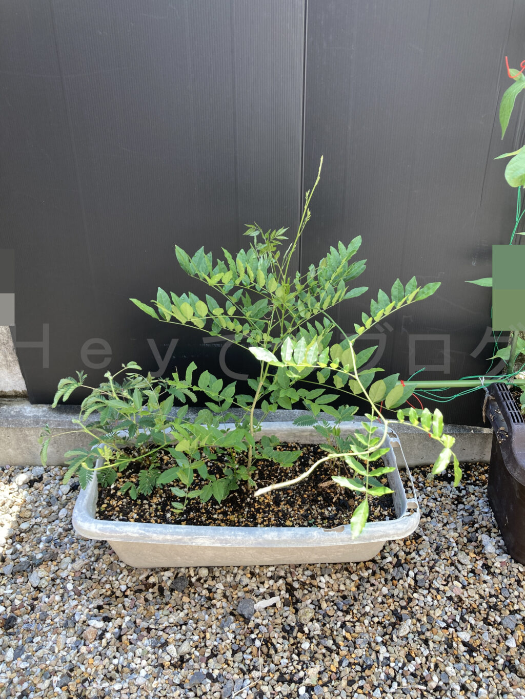 ８月第２週週末のなんでもプランター状況です。