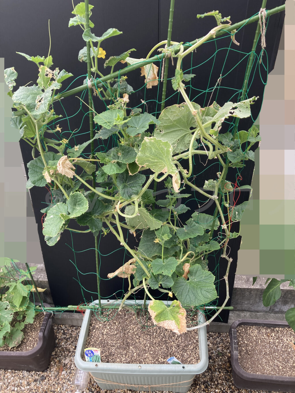 ８月第４週週始めのきゅうりです。