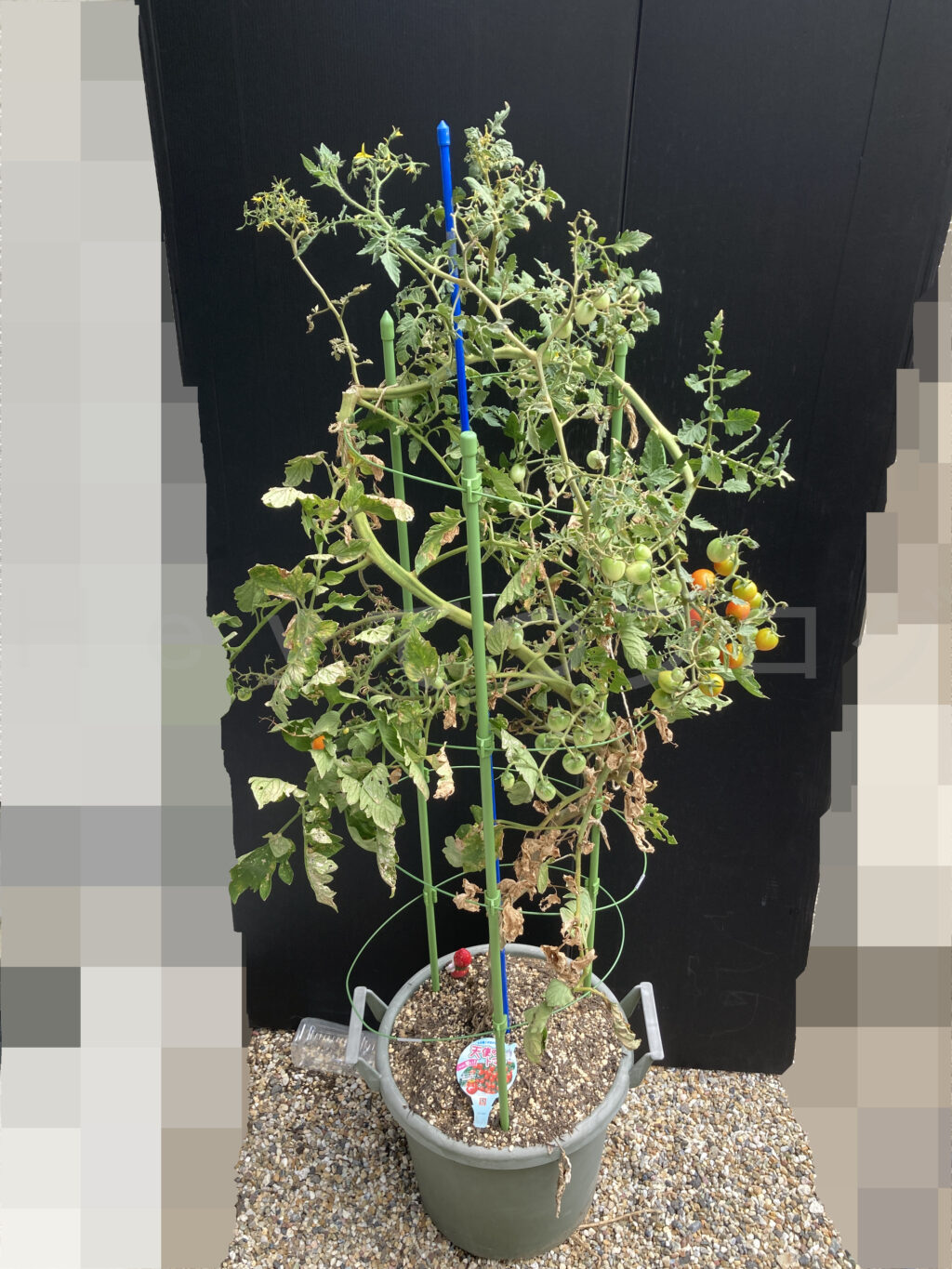 ８月第４週週始めの天使のトマトです。