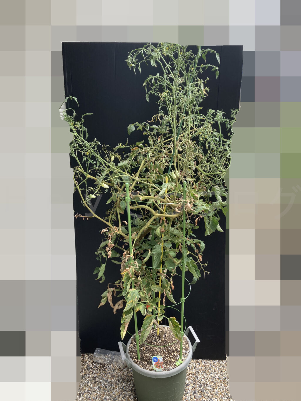 ８月第４週週始めのミニトマトアイコです。