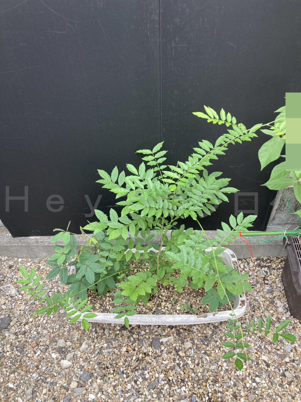 ８月第４週週始めのなんでもプランターです。