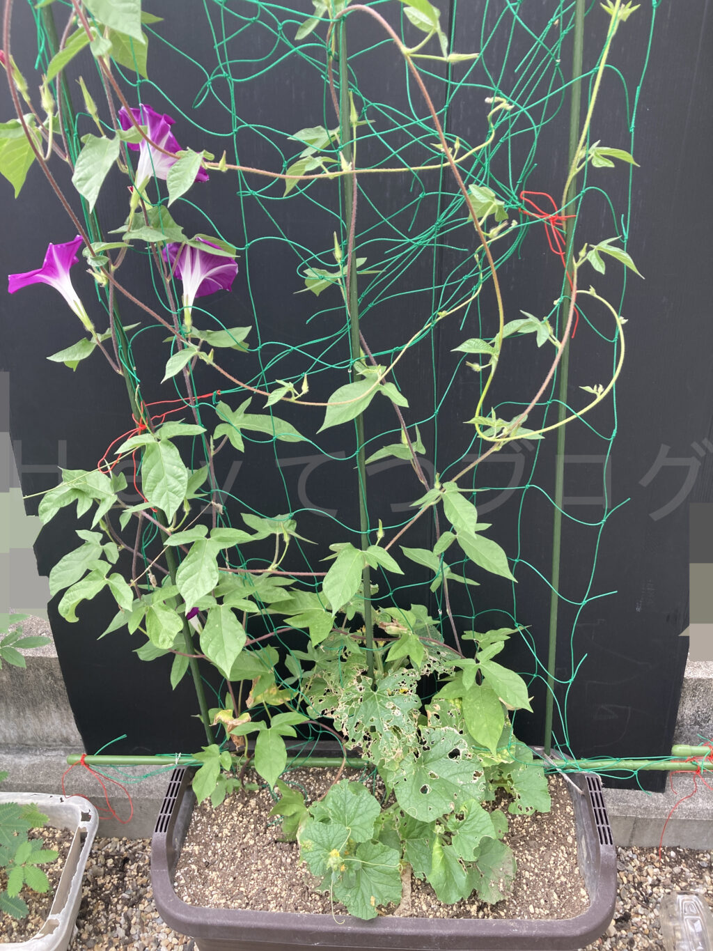 ８月第４週週始めのなんでもプランター２です。