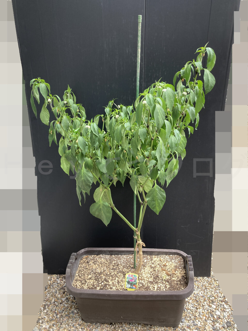 ８月第４週のこどもピーマンです。