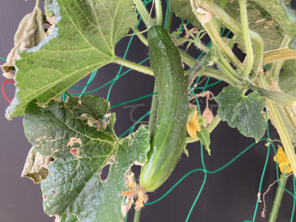 ８月第４週のきゅうりです。