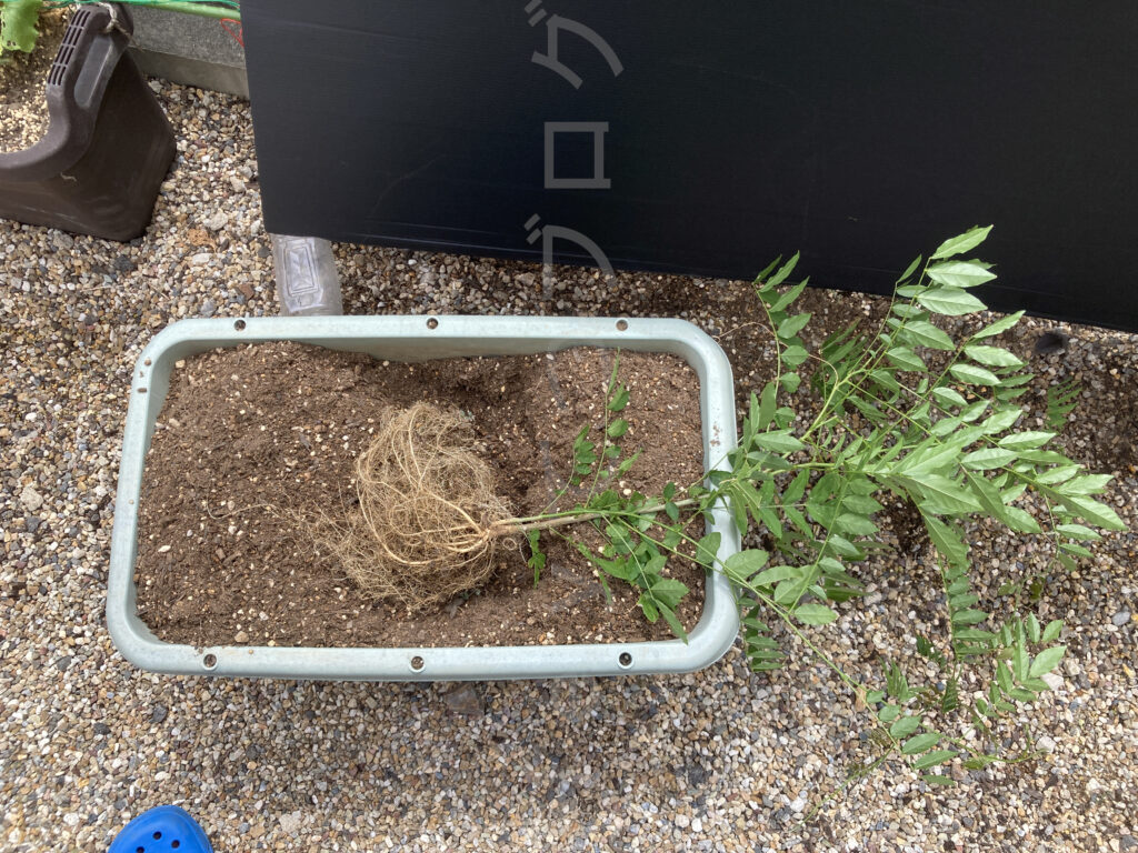 ８月第４週なんでもプランターの柿？の植え替えです。