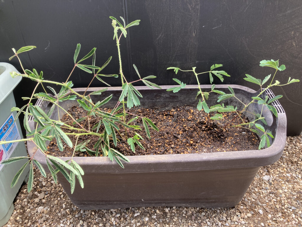 ８月第４週 おじぎ草の植え替えです