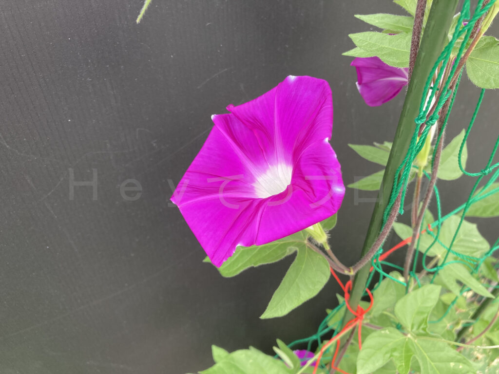 ８月第４週 綺麗なアサガオの花が咲きました。