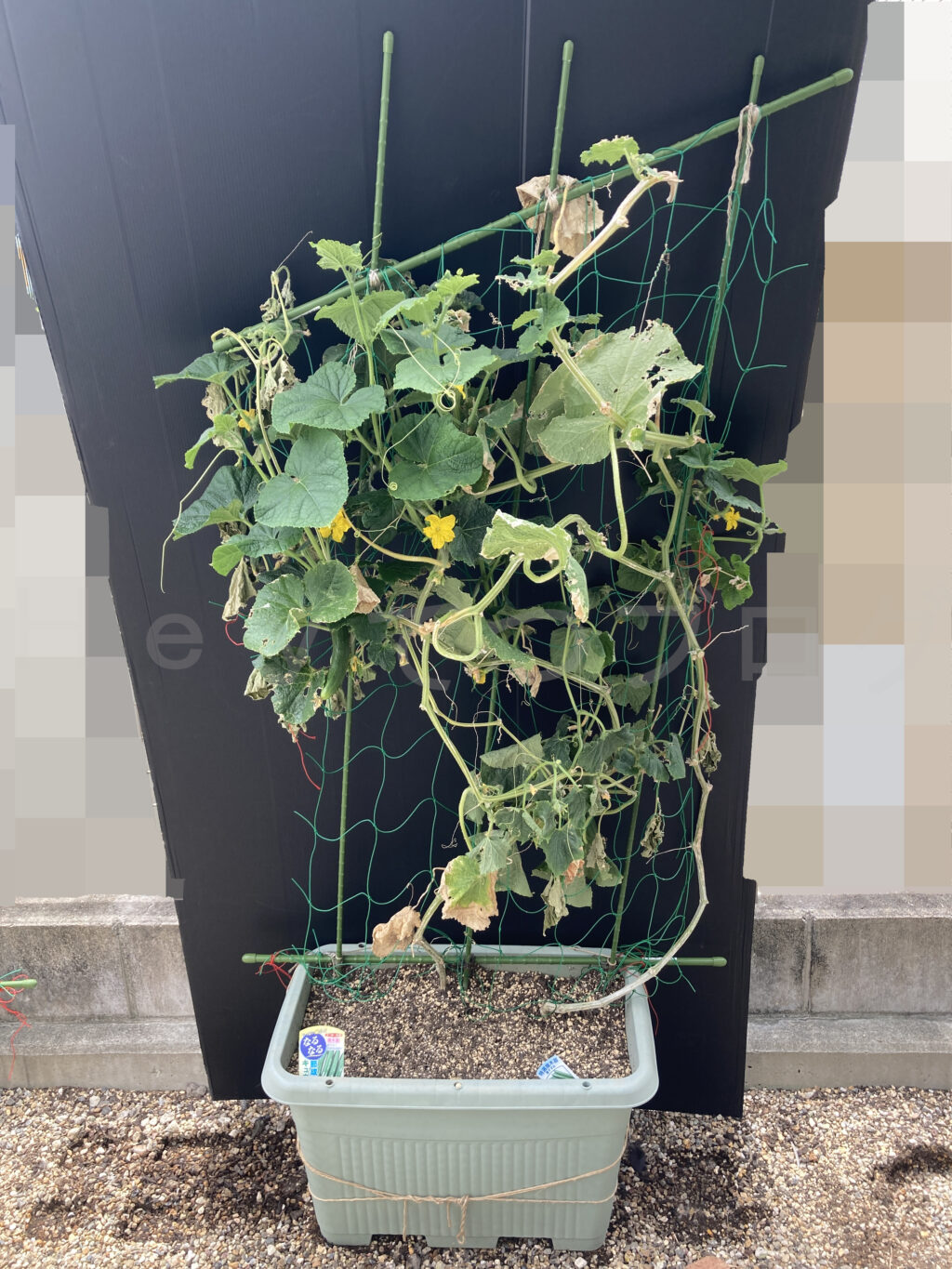 ８月第４週週末のきゅうりです。