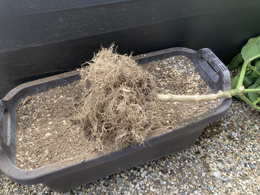 ８月第４週週末 こどもピーマン菜園終了後の根っこです。