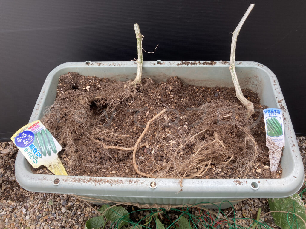 ８月第４週週末 きゅうりの菜園終了後の根っこです。