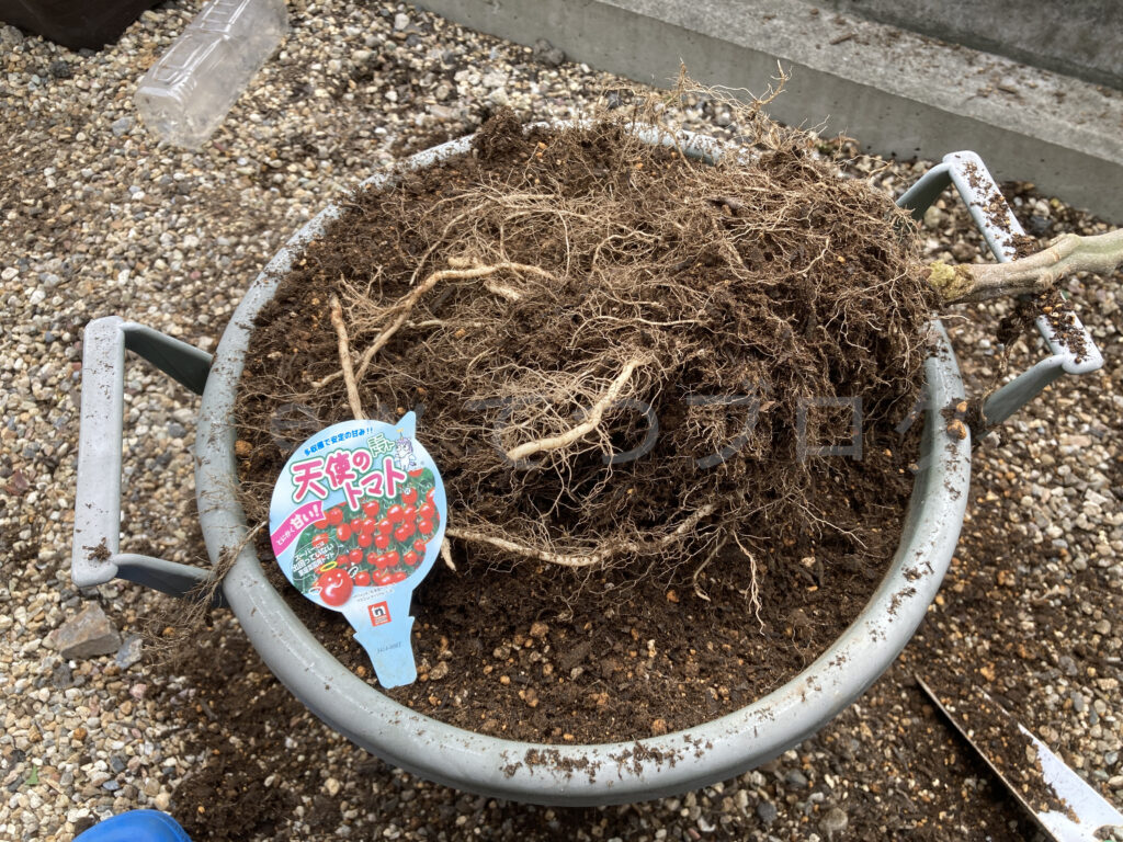 ８月第４週週末 菜園終了の天使のトマトの根っこです。