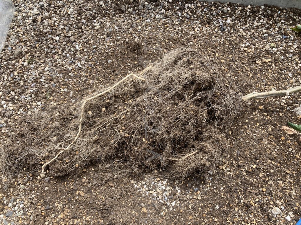 ８月第４週週末 菜園終了のミニトマトアイコの根っこです。