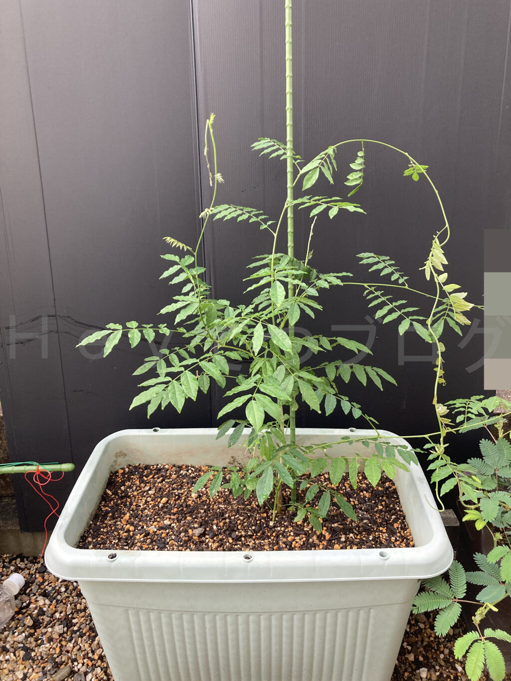 ８月第４週週末 柿の植え替え後です。