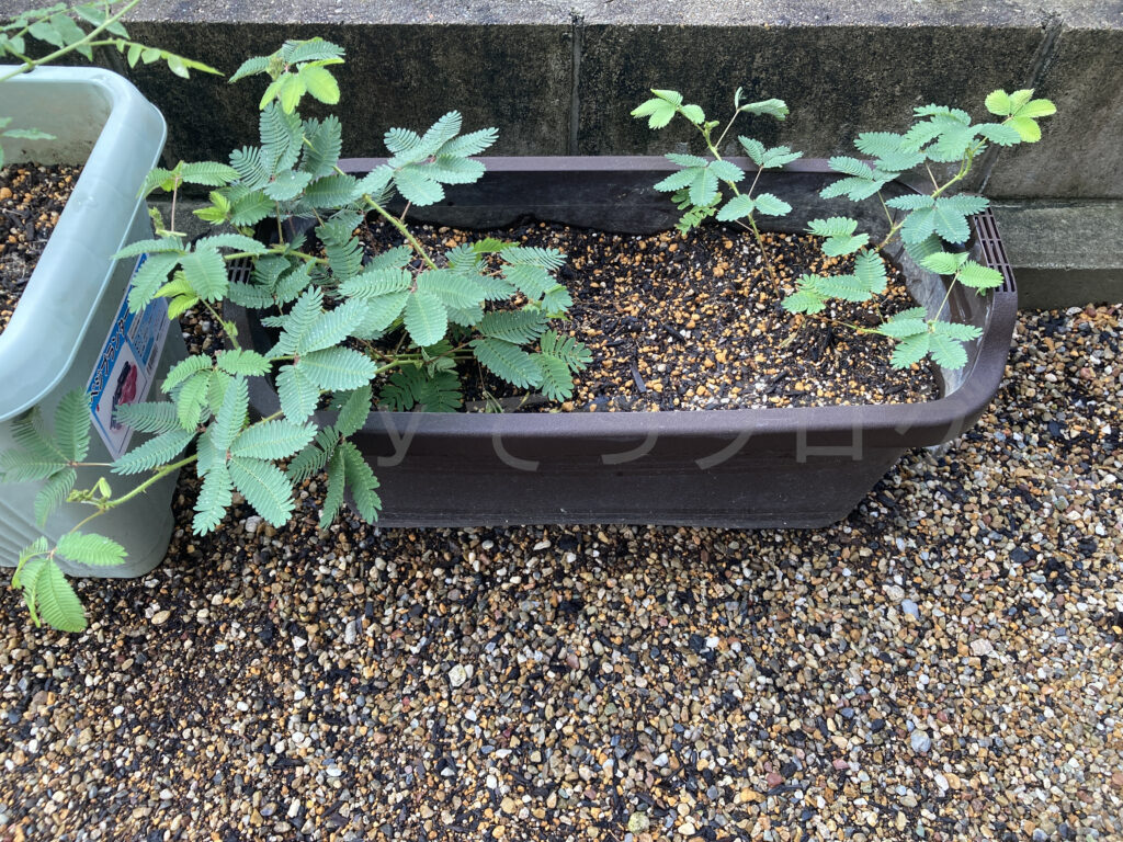 ８月第４週週末 植え替え後のおじぎ草です。