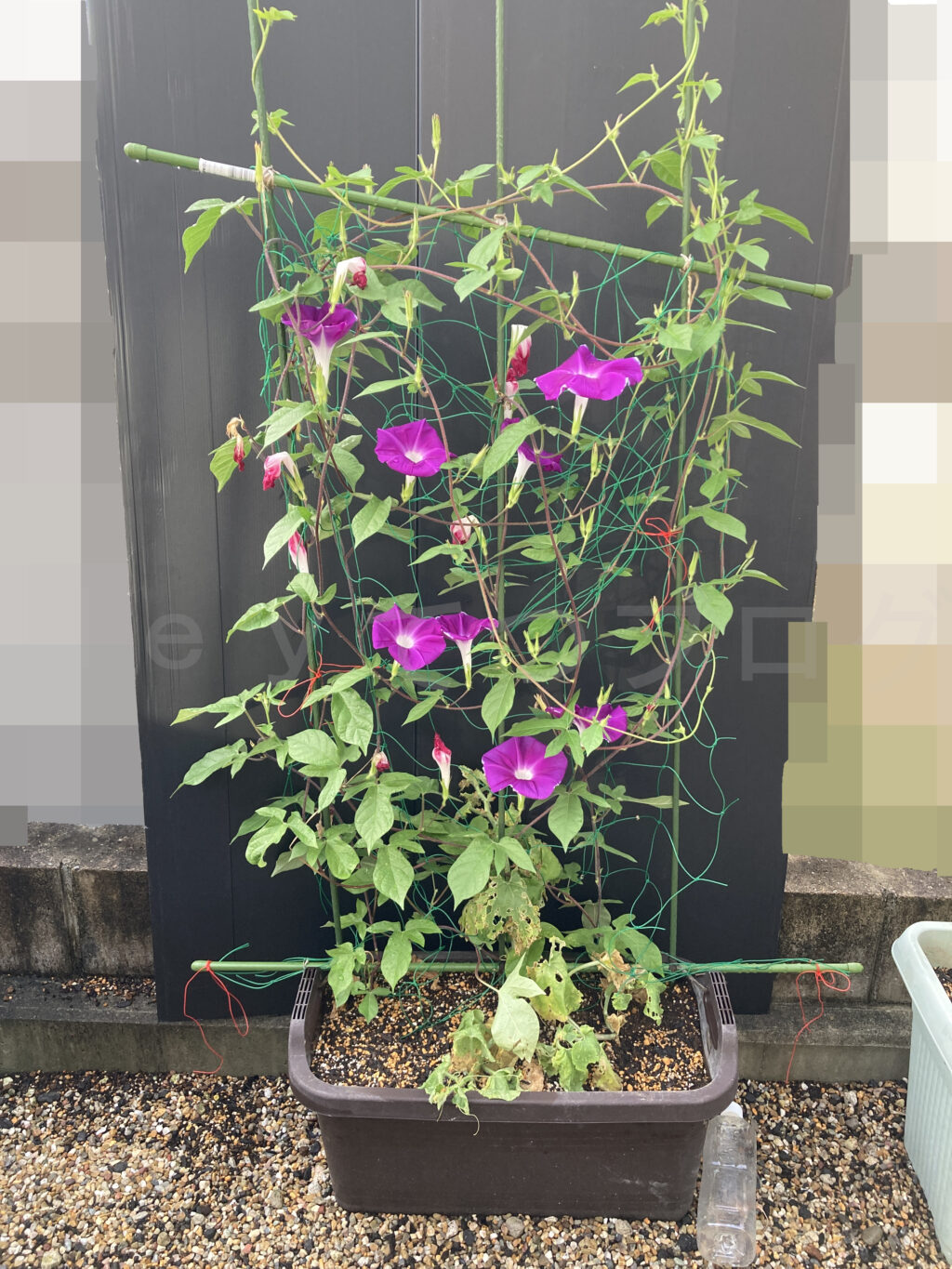 ８月第４週週末 なんでもプランターのアサガオです。