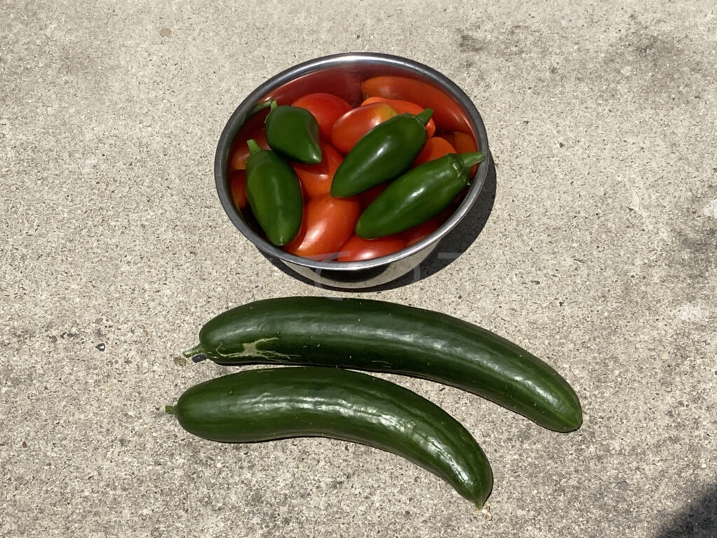 ８月第２週の収穫です。 ミニトマト、こどもピーマン、きゅうりとなかなかの収穫でした。