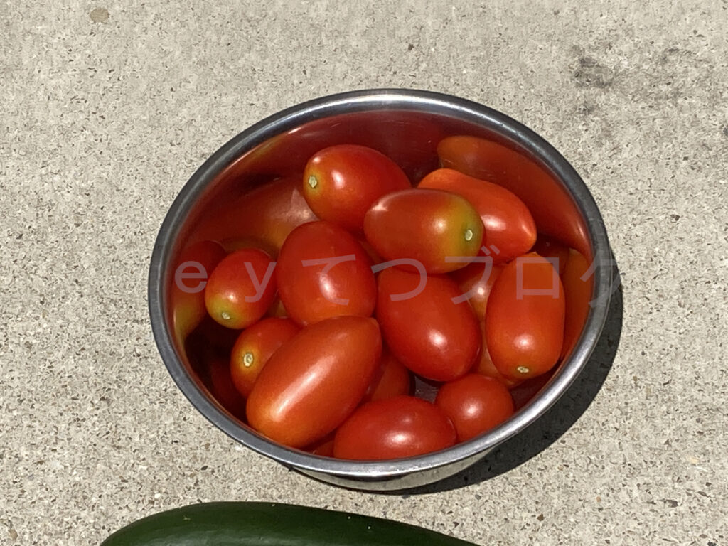 ８月第２週の収穫 その２です。 ミニトマト、きゅうりの収穫でした。