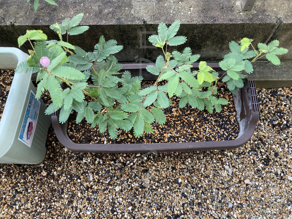 9月第1週週始めのおじぎ草です。